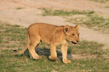 Fototapeta na wymiar Portrait of an African lion cub walking, Murchison falls National park, Uganda 