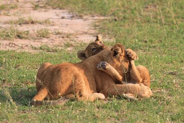 lion cub and lioness playing in the savanna of Murchison falls National park, Uganda 