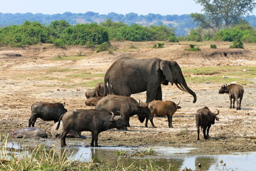 Fototapeta premium elephants and buffaloes in the savannah