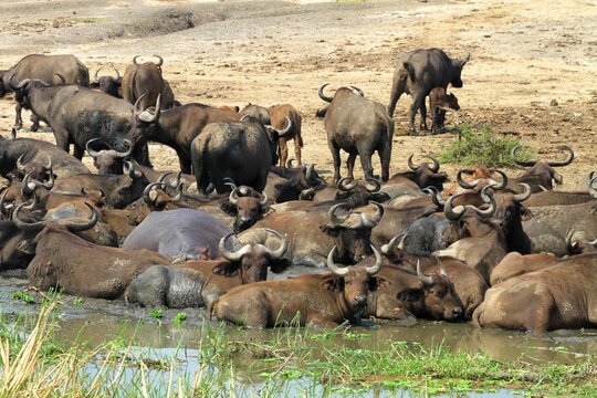 herd of buffaloes cooling in the river water, Queen Elizabeth National park, Uganda 
