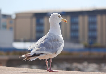 seagull - St Brelade - Jersey