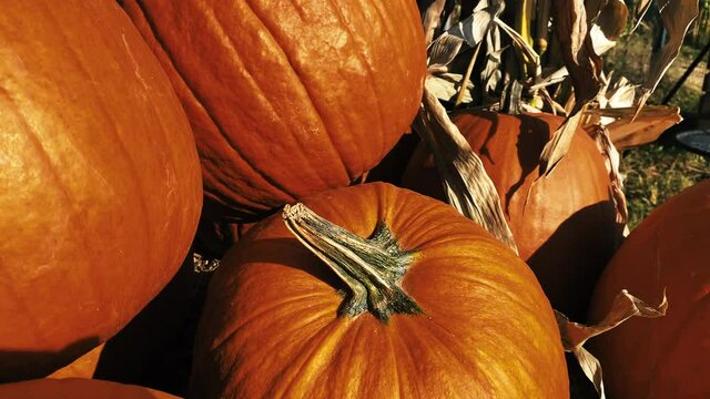 Pumpkins sitting in field for sale.