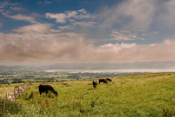 Cows grazing fresh green grass in a meadow. Rural landscape, warm sunny day, blue cloudy sky. County Sligo, Ireland. Farming industry.
