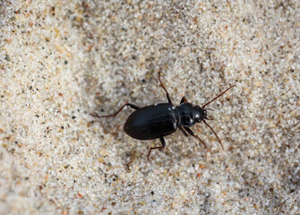 Ein schwarzer Käfer im Sand. Nahaufnahme eines kleinen Käfers.
