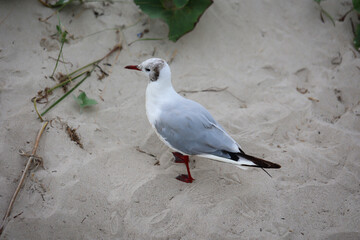 Ein Portrait, eine Nahaufnahme eine Lachmöwe in den Dünen der Ostsee.
