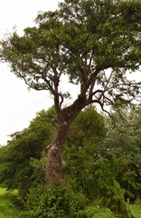 Fototapeta na wymiar Overgrown tree - Jersey - UK