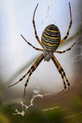 Eine Wespenspinne in ihrem Netz.

