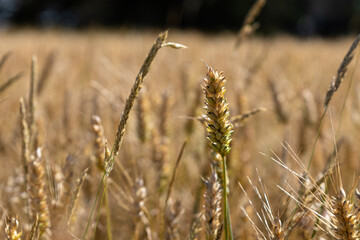 Fototapeta premium Epis de blé