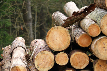 logging in the forest	