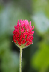 Die wunderschöne rote Blüte des Blutklee, Blut Klee, Trifolium incarnatum.

