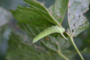 Portrait, Nahaufnahme einer Schmetterlingsraupe an einer Pflanze.
