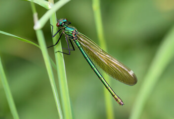 Portrait einer großen grünen Prachtlibelle an einer Graspflanze.