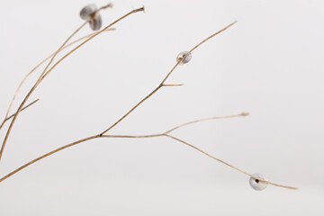 Dried flowers composition on white background. Minimalist style background. Calm ,harmony, serenity concept.