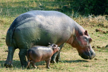 Portrait of a big hippopotamus with her baby