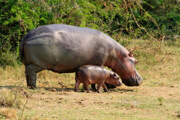 Baby hippopotamus with his mother seen during a safari in Uganda 