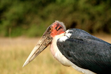 Marabou stork portrait, Uganda 