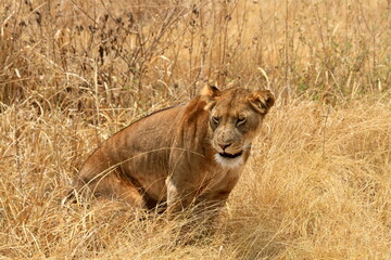 lioness in the dry yellow grass of savanna 