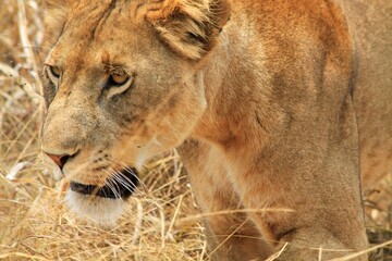 Closeup view of a lion face