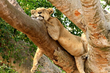 lion panthera leo on a tree