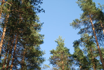 Blue sky over the tops of the trees. A summer day, a light blue sky with white clouds, brown trunks of tall pines rise upward, on the top of which there are branches with green needles.