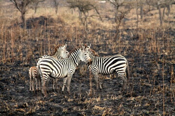 Fototapeta na wymiar zebra in the wild, Uganda 