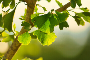 Close up of leaves on a gingko tree.