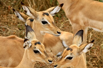 Naklejka na ściany i meble impala in the savannah, uganda