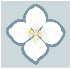 Jasmine. White jasmine sticker with four petals. Vector illustration isolated on light gray background.