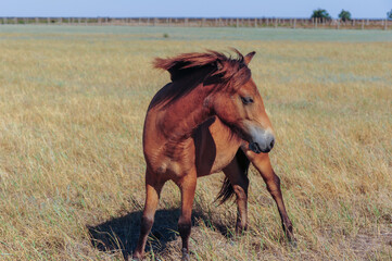 Close up Przewalskis Horse, Equus ferus przewalskii