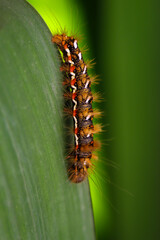 Nahaufnahme einer Raupe des Goldafters auf dem Blatt einer Wasserlilie.
