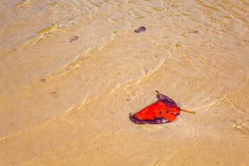 folha vermelha do outono presa na  areia   da praia coberta por um fio de água translúcida e com...