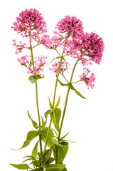 Red valerian flowers © Scisetti Alfio