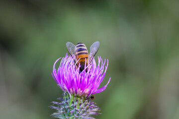 Eine Biene auf einer Pflanze, Mariendistel..

