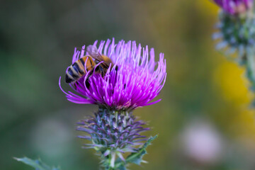 Eine Biene auf einer Pflanze, Mariendistel.
