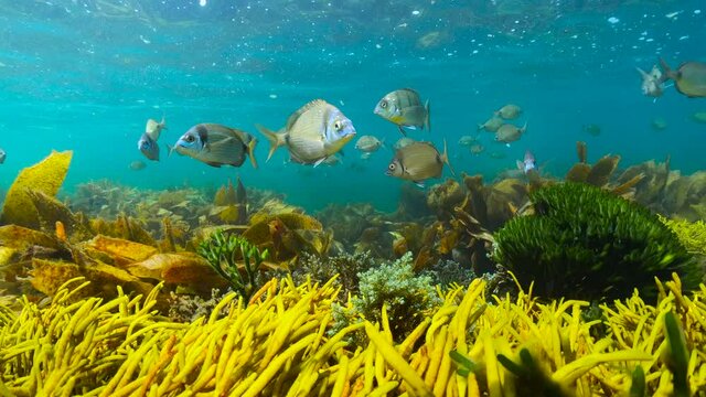 Shallow ocean floor with algae and sea breams fish underwater in the Atlantic ocean, Spain, Galicia
