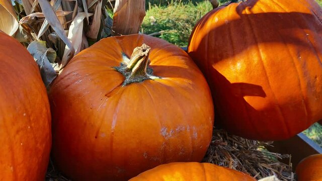 Rows and groupings of ripe orange pumpkins for sale at the farm on a sunny day in autumn