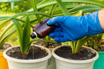 Professional florist applies liquid fertilizer to the soil. Houseplant care concept. Prevention of...