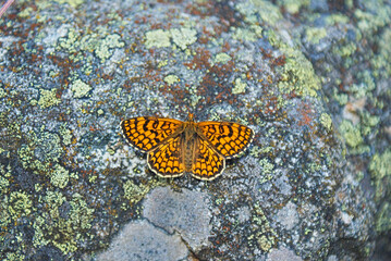 Melitaea athalia