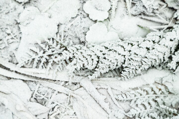 Fern leaves and grass covered with hoarfrost. Abstract floral background, top view.