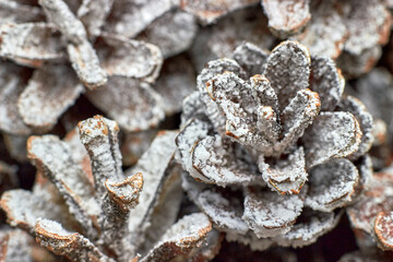 Pine cones covered with snow. Close-up. Selective focus