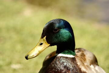 Un pato luciendo su vistoso plumaje
