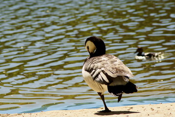 Barnacla cariblanca retocando su plumaje cerca del agua.