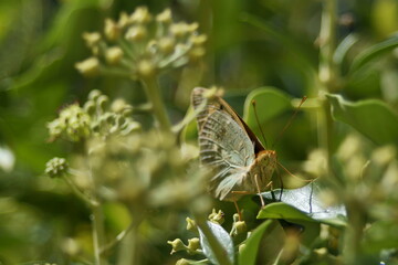 Argynnis Paphia entre diversa vegetación