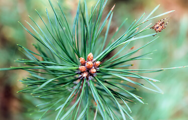 Blooming pine. Pine twig with buds. Coniferous trees