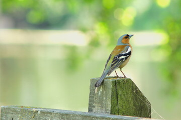 Pinzón vulgar posado en un poste de madera.