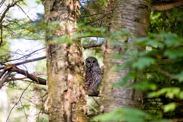 A barred owl perched in a tree in an Ontario Provincial Park.
