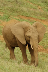 Elefante pasando un día de verano cubierto por barro seco.