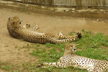 Un par de guepardos descansando placidamente.