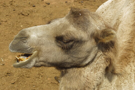 Retrato de un rumiante paciendo tranquilamente.