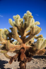 Cylindropuntia, cholla cactus, Joshua Tree National Park, The USA © Przemysław